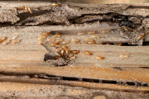 Best Affordable Pest Control Services  in Galax, VA
